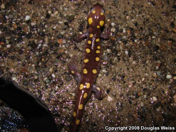 Spotted Salamander (Ambystoma maculatum)