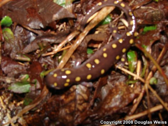 Spotted Salamander (Ambystoma maculatum)