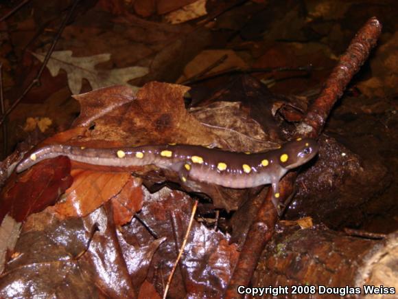 Spotted Salamander (Ambystoma maculatum)