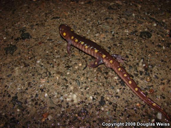 Spotted Salamander (Ambystoma maculatum)