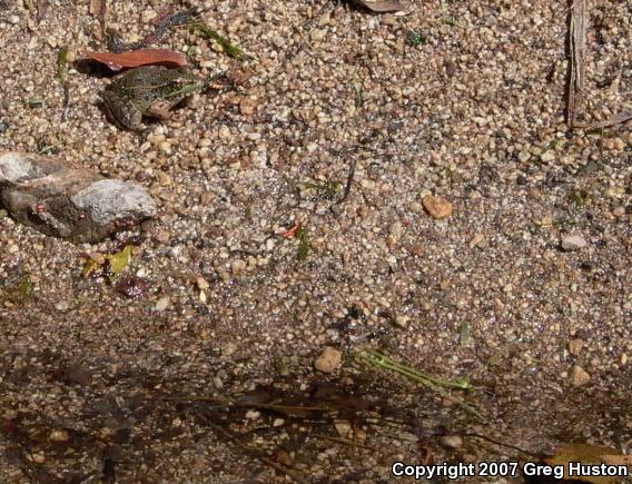 Chiricahua Leopard Frog (Lithobates chiricahuensis)