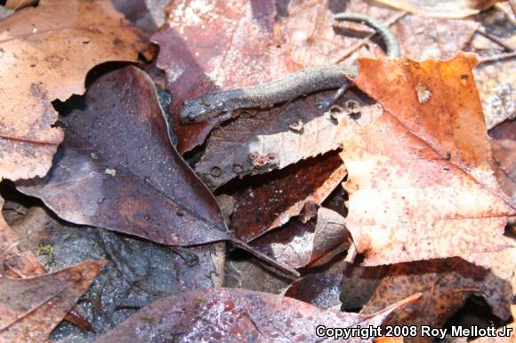 Eastern Red-backed Salamander (Plethodon cinereus)