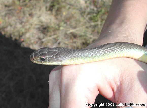 Eastern Yellow-bellied Racer (Coluber constrictor flaviventris)