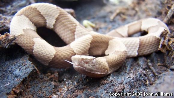 Broad-banded Copperhead (Agkistrodon contortrix laticinctus)