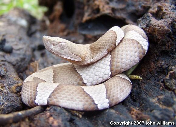 Broad-banded Copperhead (Agkistrodon contortrix laticinctus)