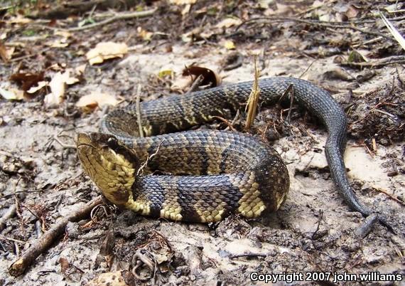 Western Cottonmouth (Agkistrodon piscivorus leucostoma)