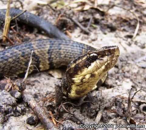 Western Cottonmouth (Agkistrodon piscivorus leucostoma)