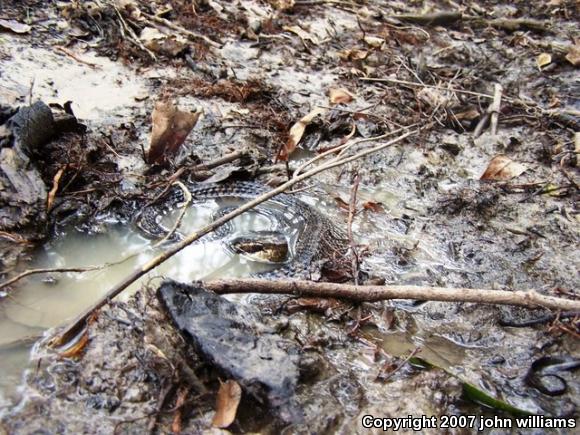 Western Cottonmouth (Agkistrodon piscivorus leucostoma)