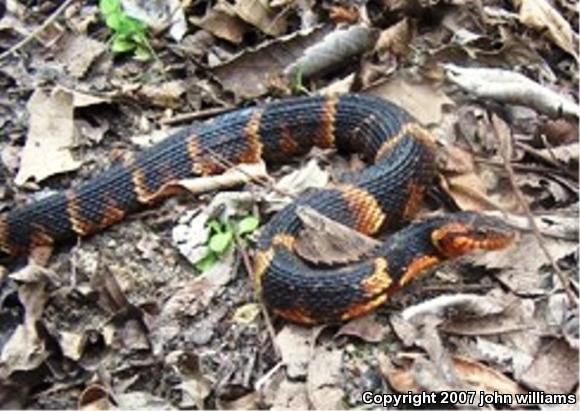 Broad-banded Watersnake (Nerodia fasciata confluens)