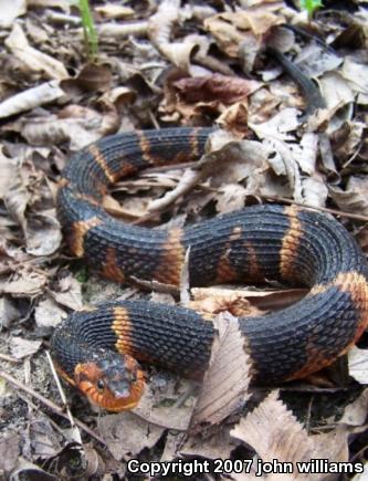 Broad-banded Watersnake (Nerodia fasciata confluens)