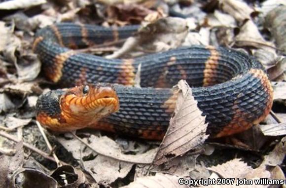 Broad-banded Watersnake (Nerodia fasciata confluens)