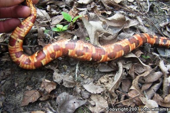 Broad-banded Watersnake (Nerodia fasciata confluens)