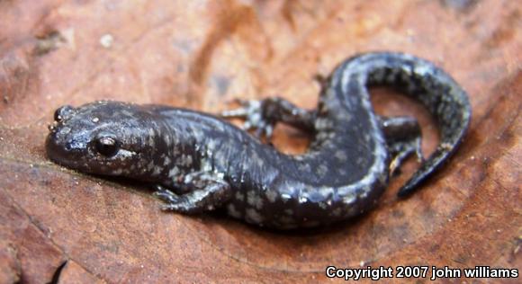 Small-mouthed Salamander (Ambystoma texanum)