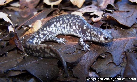 Small-mouthed Salamander (Ambystoma texanum)