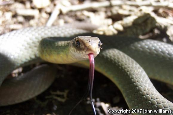 Eastern Yellow-bellied Racer (Coluber constrictor flaviventris)