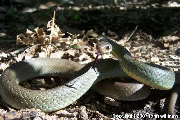 Eastern Yellow-bellied Racer (Coluber constrictor flaviventris)