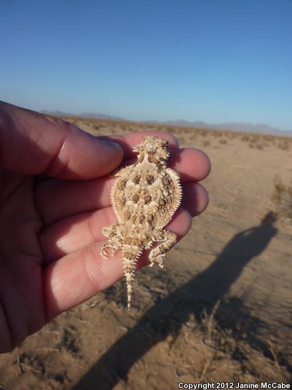 Goode's Horned Lizard (Phrynosoma goodei)