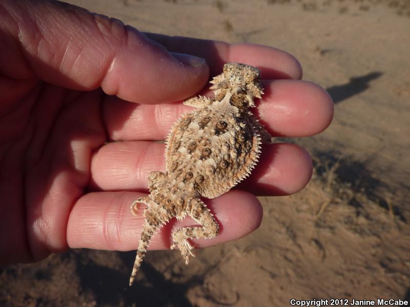 Goode's Horned Lizard (Phrynosoma goodei)