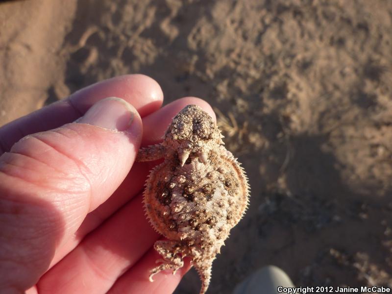 Goode's Horned Lizard (Phrynosoma goodei)