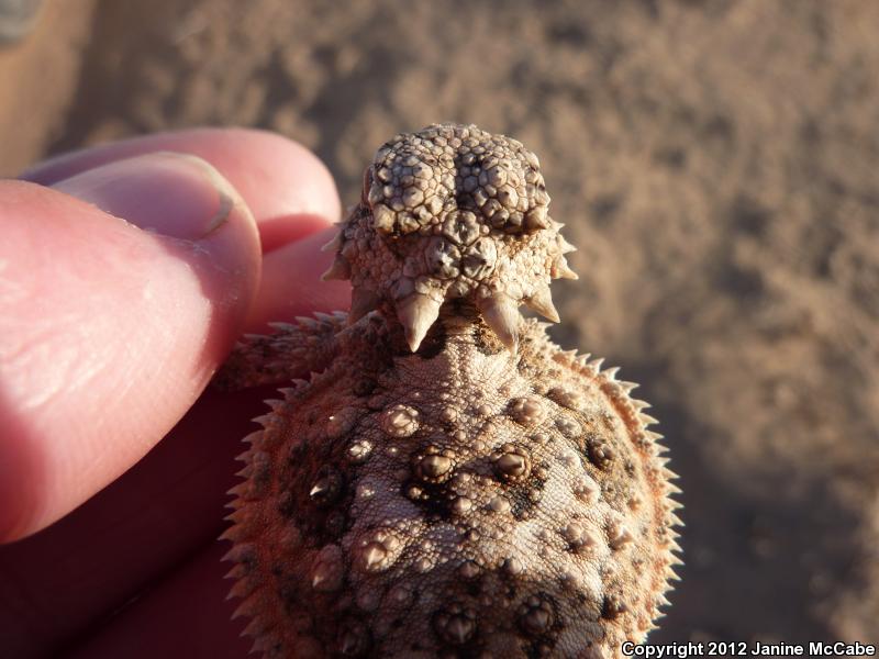 Goode's Horned Lizard (Phrynosoma goodei)