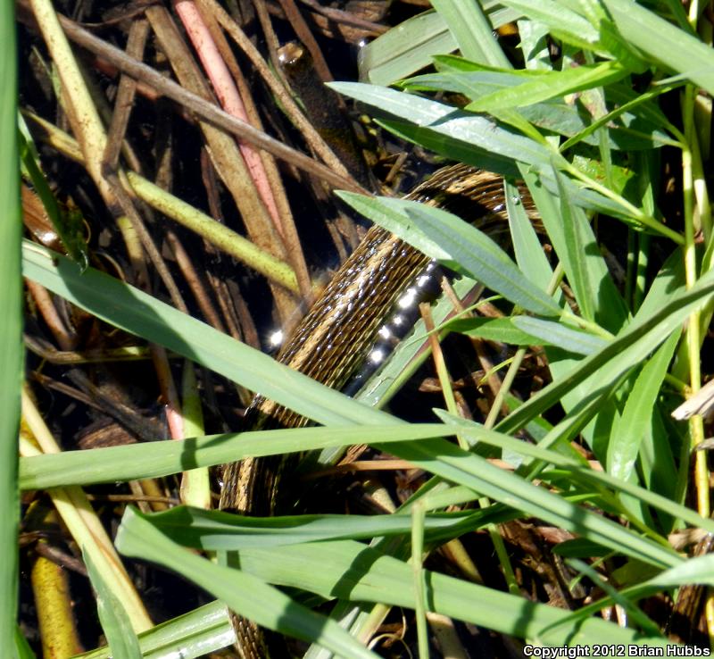 Mexican Gartersnake (Thamnophis eques)