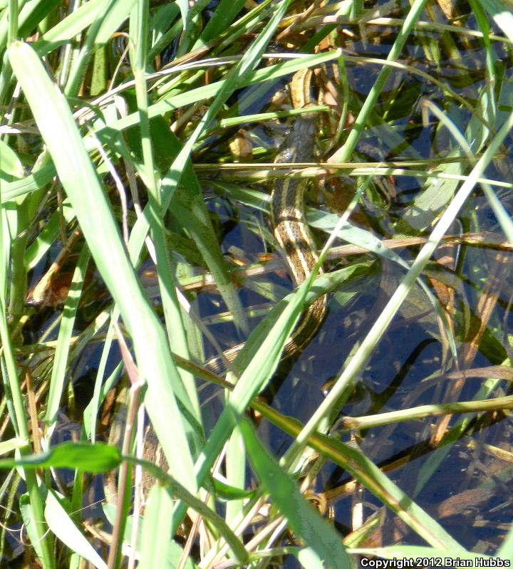 Mexican Gartersnake (Thamnophis eques)