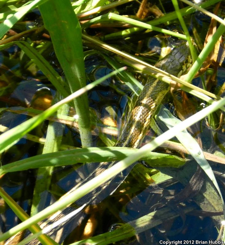 Mexican Gartersnake (Thamnophis eques)