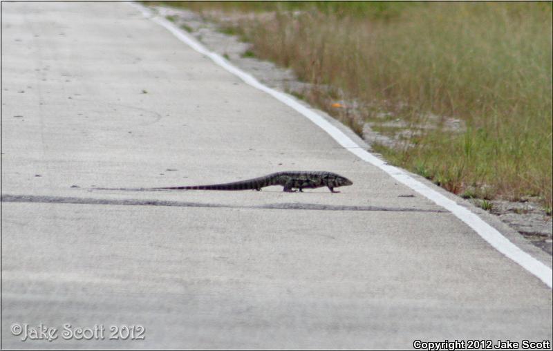 Argentine Giant Tegu (Tupinambis merianae)