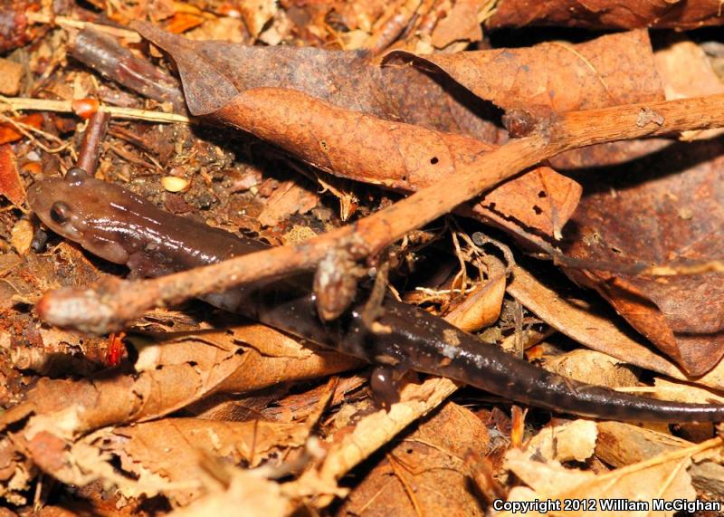 Carolina Mountain Dusky Salamander (Desmognathus carolinensis)