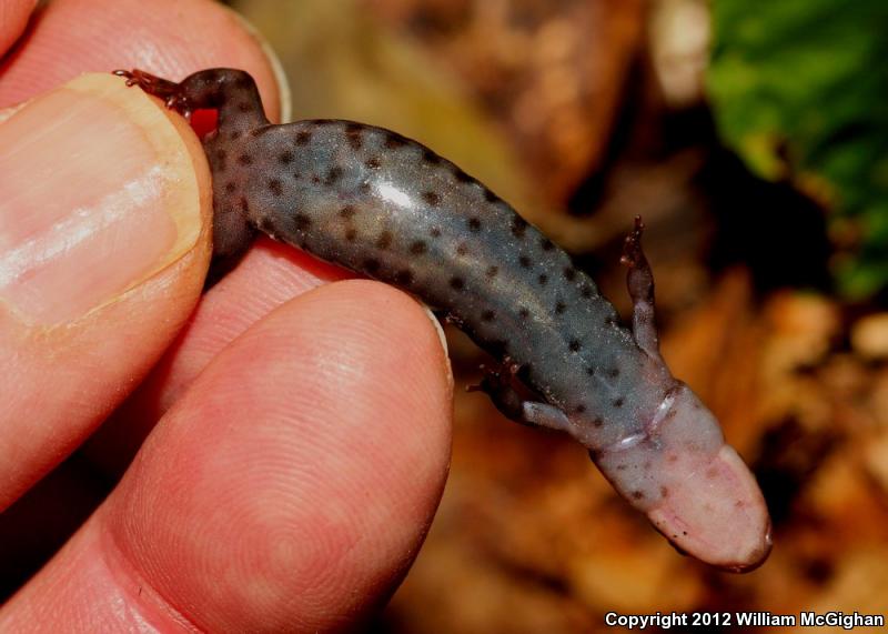 Carolina Mountain Dusky Salamander (Desmognathus carolinensis)