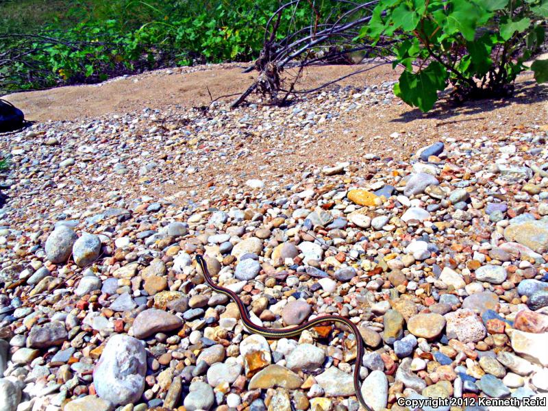 Red-striped Ribbonsnake (Thamnophis proximus rubrilineatus)