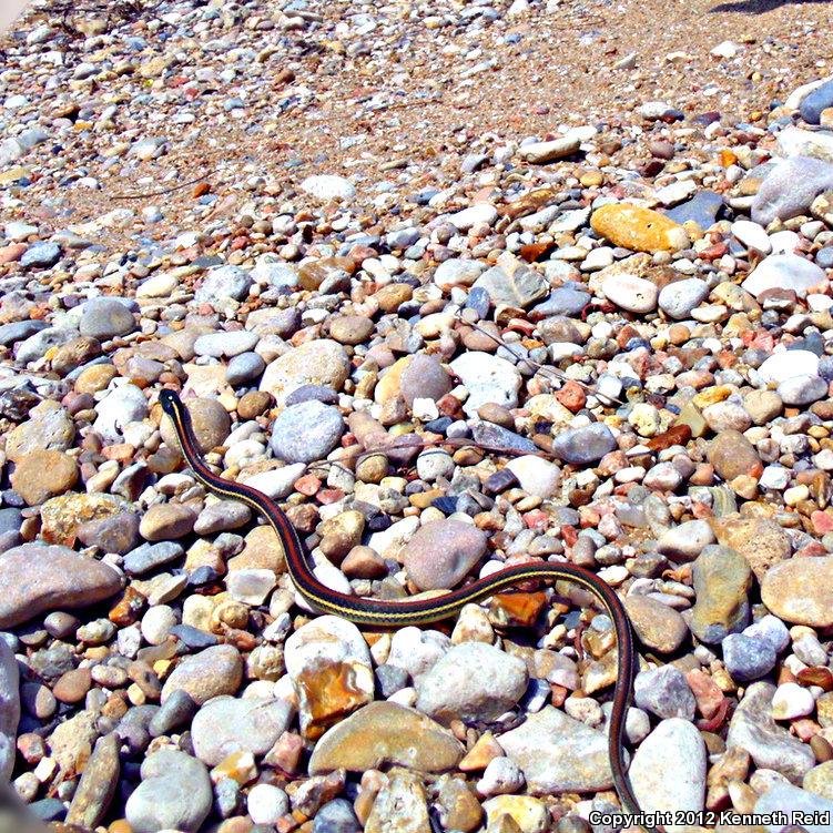 Red-striped Ribbonsnake (Thamnophis proximus rubrilineatus)