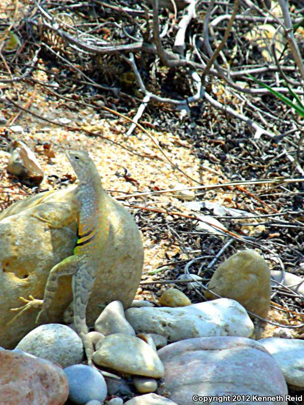 Texas Earless Lizard (Cophosaurus texanus texanus)