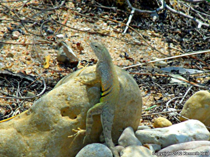 Texas Earless Lizard (Cophosaurus texanus texanus)