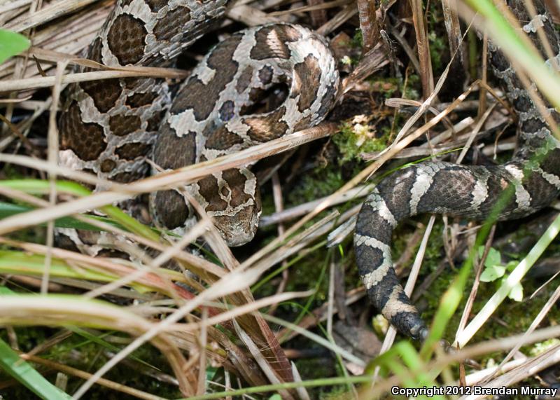 Eastern Massasauga (Sistrurus catenatus catenatus)