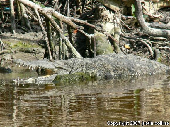 American Crocodile (Crocodylus acutus)