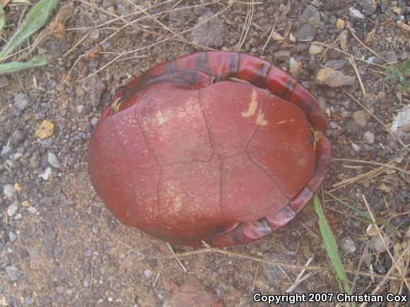 Southern Painted Turtle (Chrysemys dorsalis)