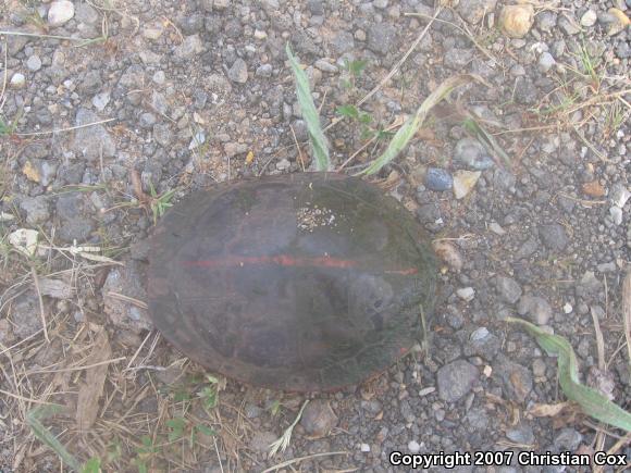 Southern Painted Turtle (Chrysemys dorsalis)