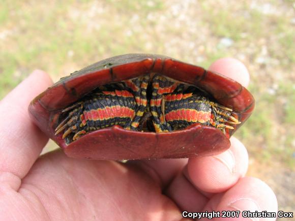 Southern Painted Turtle (Chrysemys dorsalis)