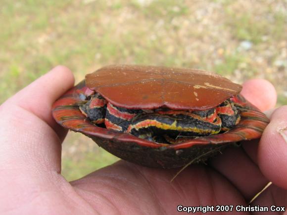 Southern Painted Turtle (Chrysemys dorsalis)