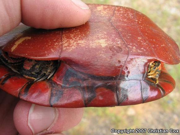 Southern Painted Turtle (Chrysemys dorsalis)