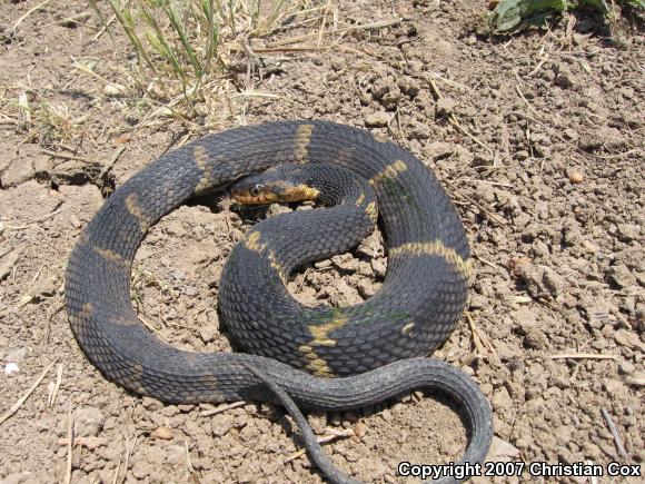 Southern Watersnake (Nerodia fasciata)