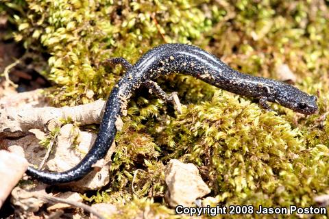 Northern Ravine Salamander (Plethodon electromorphus)