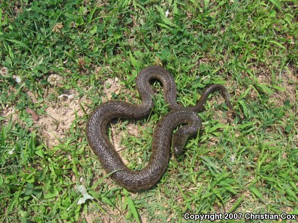 Mississippi Green Watersnake (Nerodia cyclopion)