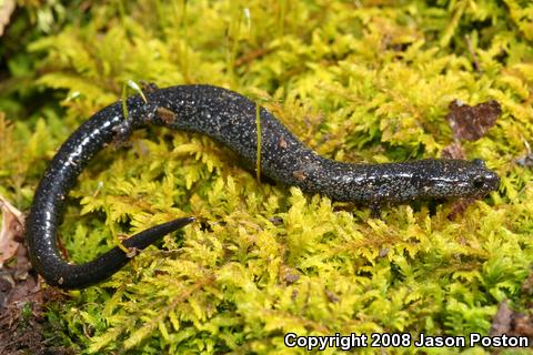 Northern Ravine Salamander (Plethodon electromorphus)