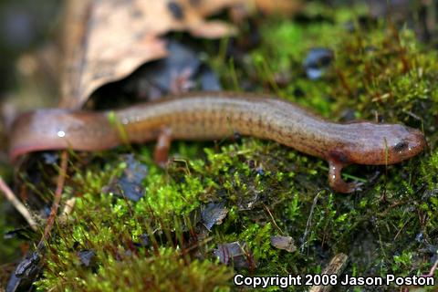 Spring Salamander (Gyrinophilus porphyriticus)