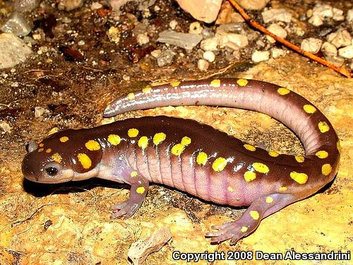 Spotted Salamander (Ambystoma maculatum)