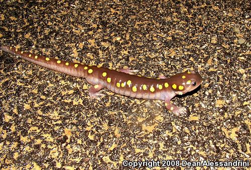 Spotted Salamander (Ambystoma maculatum)