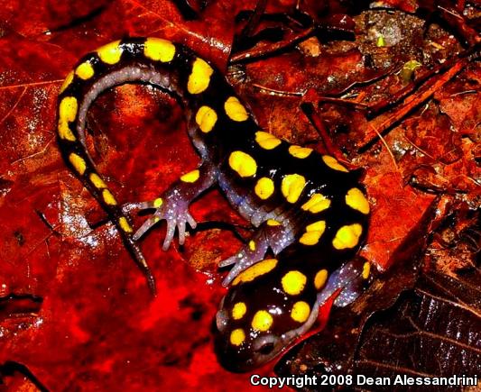 Spotted Salamander (Ambystoma maculatum)