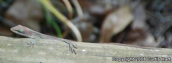 Northern Green Anole (Anolis carolinensis carolinensis)